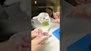 This Cat Got Confused By Magnets