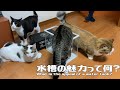 行列のできる水槽に並ぶ猫がかわいい