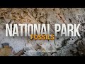 17: Fossils in the Parks -- Dinos, Creatures, and Other Really Cool Stuff!