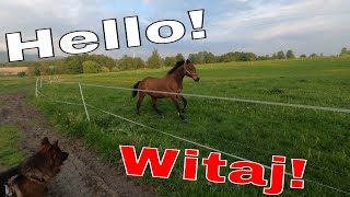 Koń chce bawić się z moim Owczarkiem Niemieckim/A horse wants to play with my German Shepherd