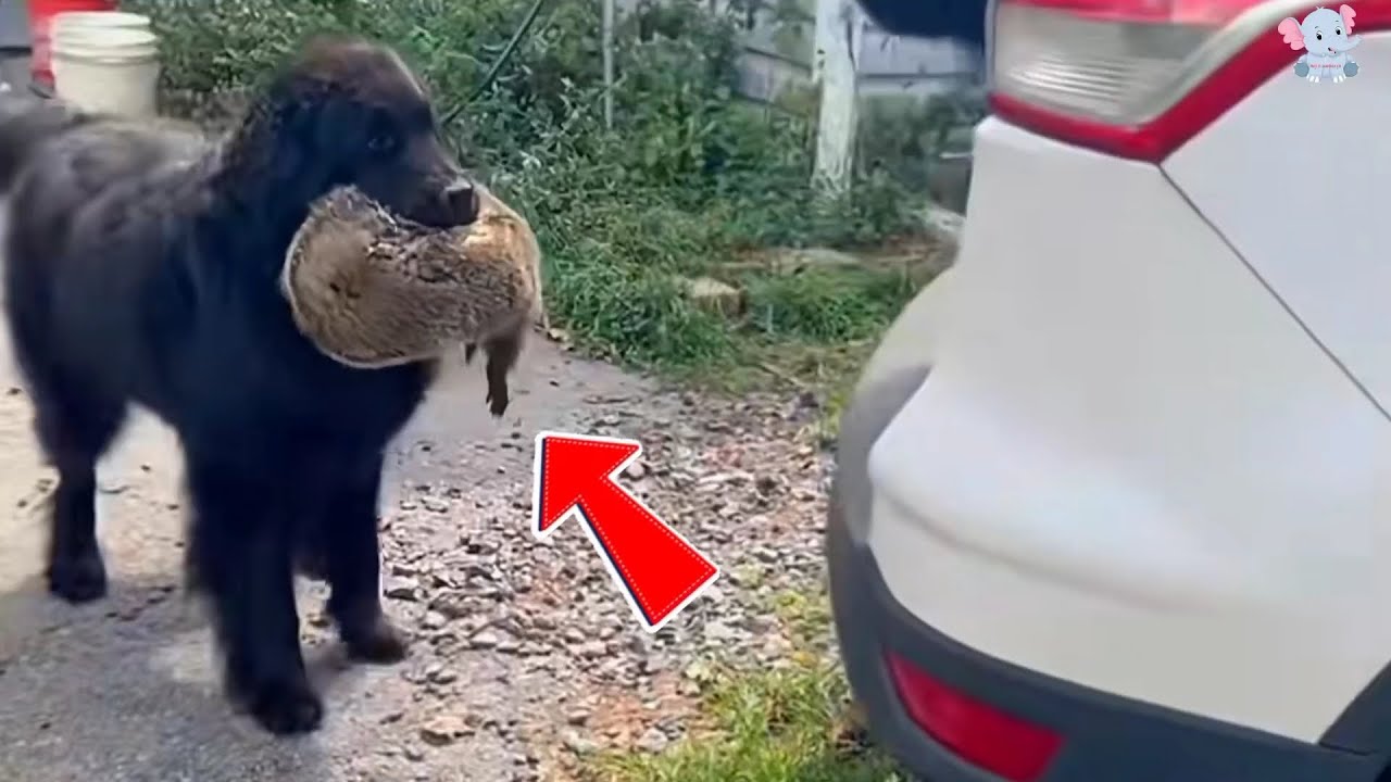 An Unlikely Friendship: Capybara Rescued and Adopted by a Family Dog’s Compassion.