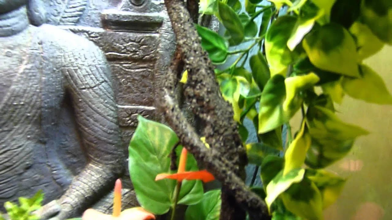 Exo Terra Sri Lanka Terrarium for Giant Day Gecko YouTube