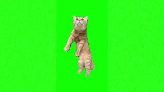 Dancing Cat Meme Green Screen