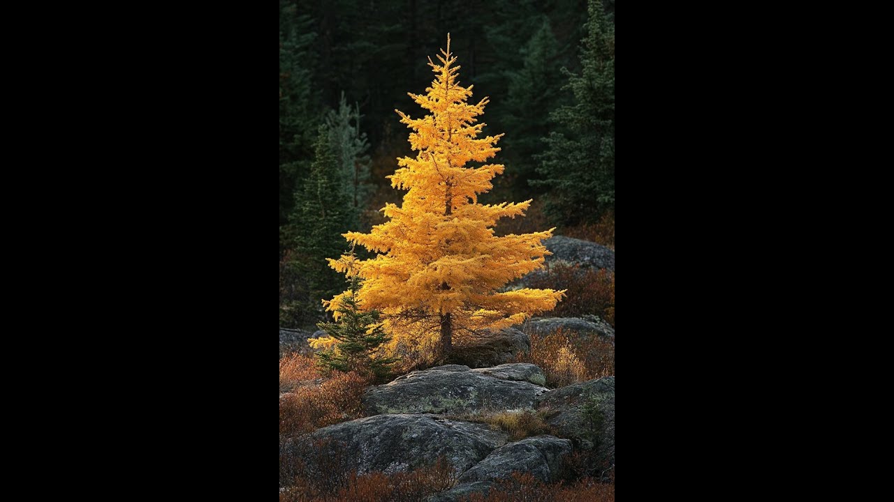 Golden Ghost (Shine On) [Folk Pop]