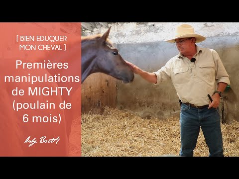 [EDUCATION] Les premières manipulations de Mighty, poulain de 6 mois