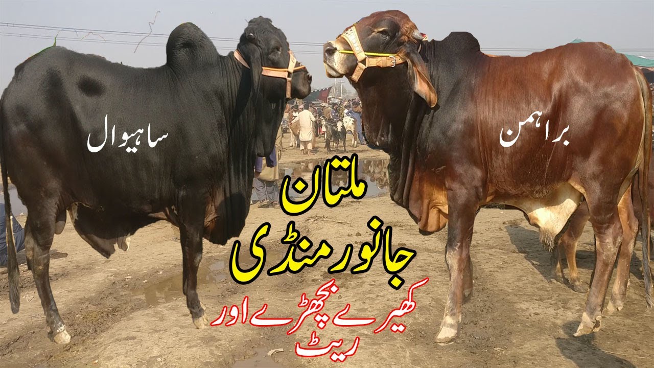 Multan Cow Mandi Barhaman Or Shaiwal Nasal Kay Janwar Or Rate Urdu
