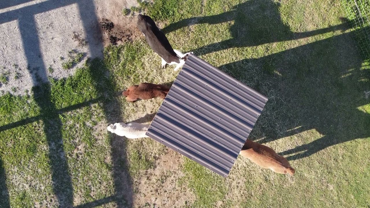 Alpaca Farm Drone Video Unity, Maine YouTube