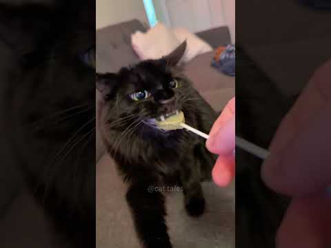 Part 82 Funny Cat OddlySatisfying 