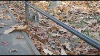 Squirrel - Central Park