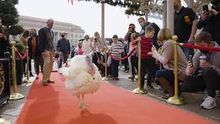 2020 Thanksgiving Turkeys Arrive in Washington D.C.