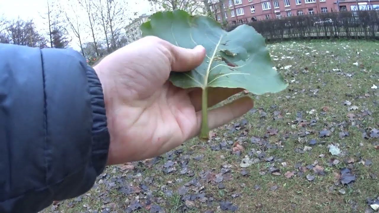 В ПЕТЕРБУРГЕ 16 НОЯБРЯ ТЕПЛО  +10 С!  ТАК НА КАКОЙ ЖЕ УЛИЦЕ ЖИЛ НА САМОМ ДЕЛЕ ЧЕЛОВЕК РАССЕЯННЫЙ? ))