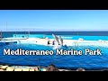 Mediterraneo marine park malta dolphin show