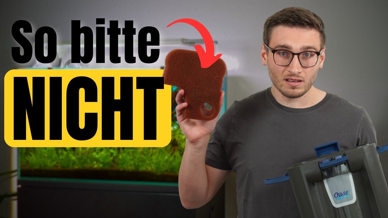 Aquarium-Filter reinigen: 5 typische Fehler, die fast jeder Aquarianer macht!