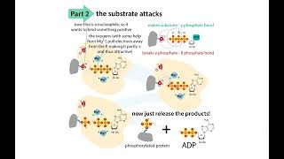 Enzymes review session - class review on enzyme catalytic mechanisms, kinetics, & inhibitors