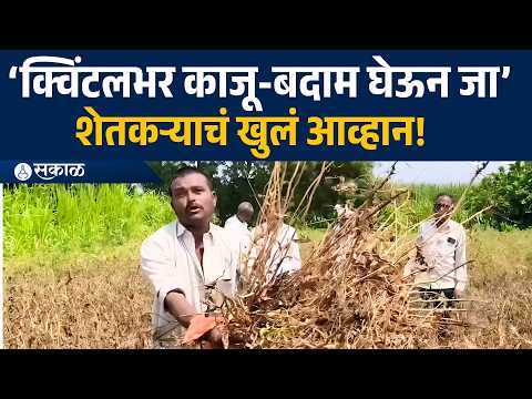 ‘1 किलो सोयाबीन काढून दाखवा, क्विंटलभर काजू-बदाम घेऊन जा’; सोयाबीनच्या नुकसानीवर शेतकऱ्याचा संताप |