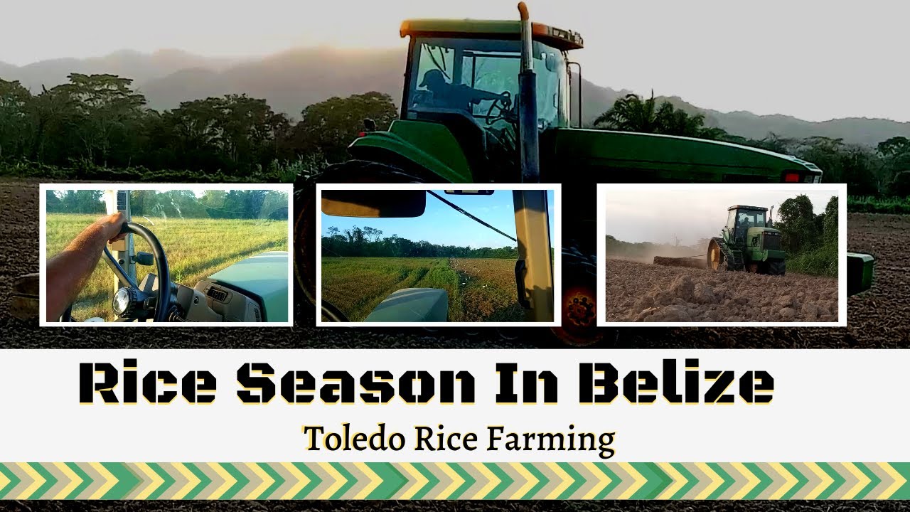 Life in Belize / Rice Season Toledo District - YouTube