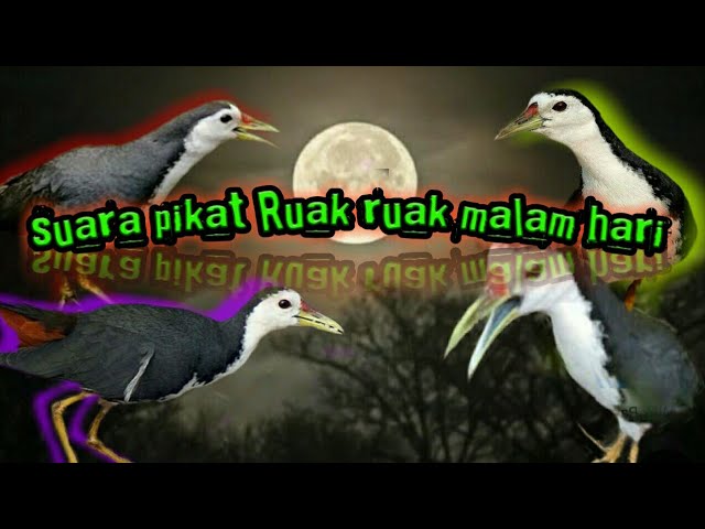 suara pikat burung ruak malam hari paling cepat di respons class=