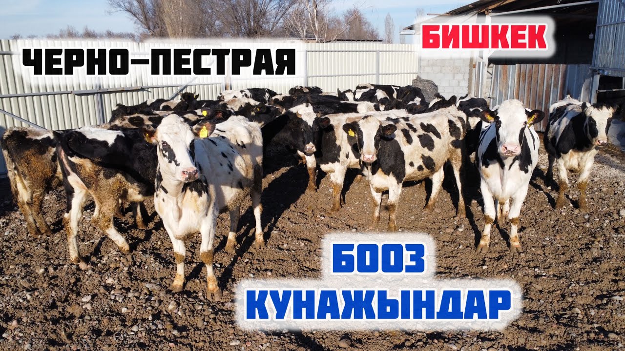 Черно-Пёстра БООЗ КУНАЖЫНдар сатылат!! только ПОРОДАА