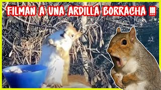 Filmaron A Una Ardilla Borracha Meme Viral