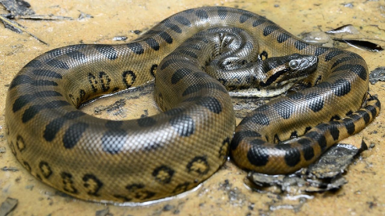 10 Wild Animals in Trinidad And Tobago