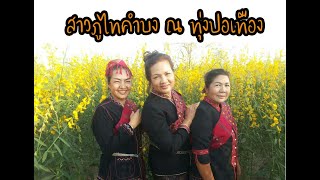 ทุ่งปอเทือง คำบง สาวภูไทฮ่อนคำ