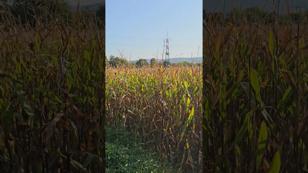 Walking in Germany 🇩🇪