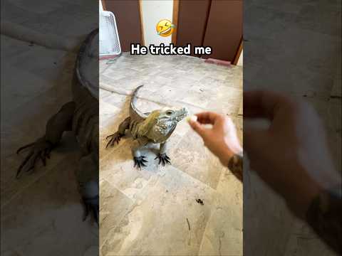 He’s tricked me #iguana #reptile #pets