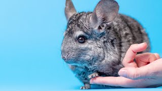 Chinchillas: The Fluffiest Facts You Need to know!