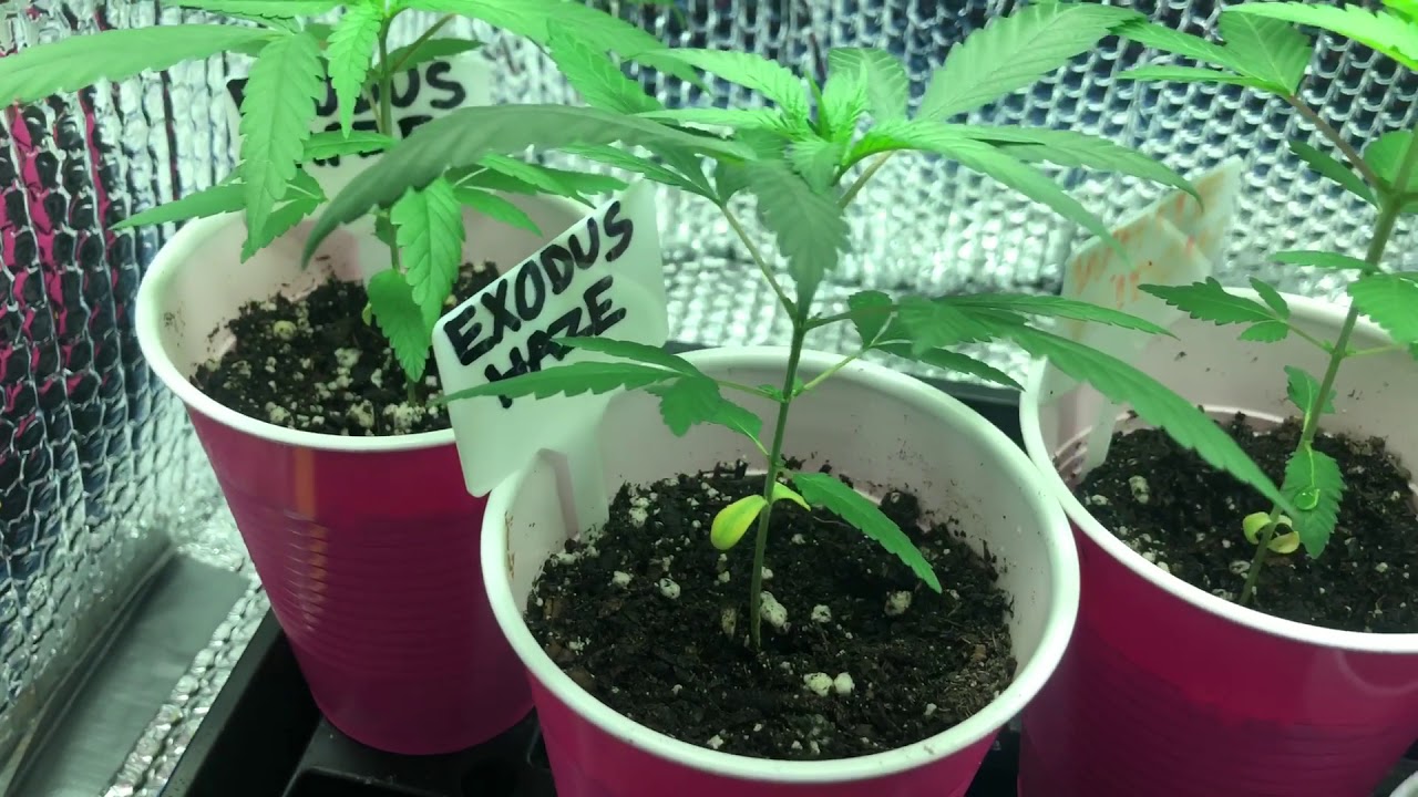 (Seedsman seeds) day 42 seed to harvest update