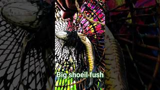 big shoeil fish catching #shorts @AdiFishman @RAWWFishing