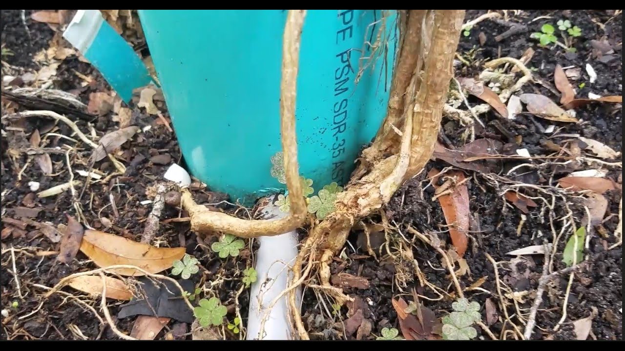 Dragon fruit update 2022.5 Can dragon fruit live only on air roots? YouTube