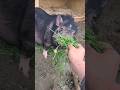 my pet chick