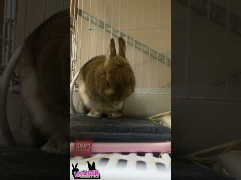 今日も顔を洗ってる🐇