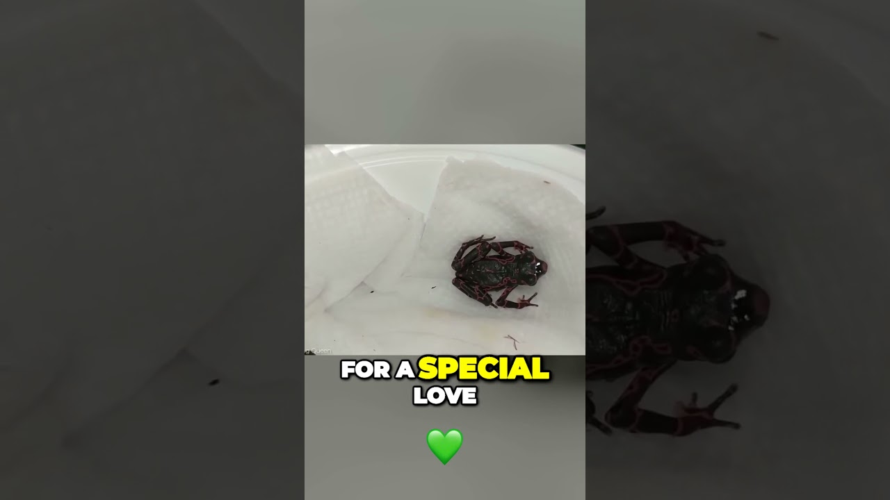 Bizarre Love Diets and Itchy Liquid: Meet Nature's Most Unconventional Lovers! 