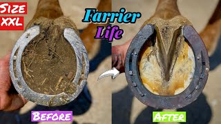 Farrier Shoes Large Horse, with Large Hoof, with Large Shoe ! Satisfying!