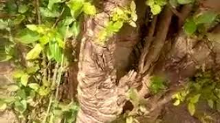 ReGardez la valeur de l'arbre appelé en bambara (djoun) très très important