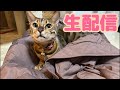 【生配信2/26】猫部屋からほっこり猫配信