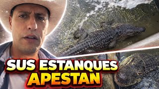 Algo Huele Muy Mal En Los Estanques De Los Cocodrilos!!!