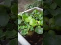 #ikanplaty Kolam Ikan Platy Minimalis 03
