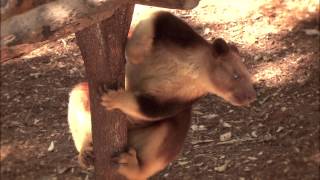Koalafornia - Tree Kangaroo