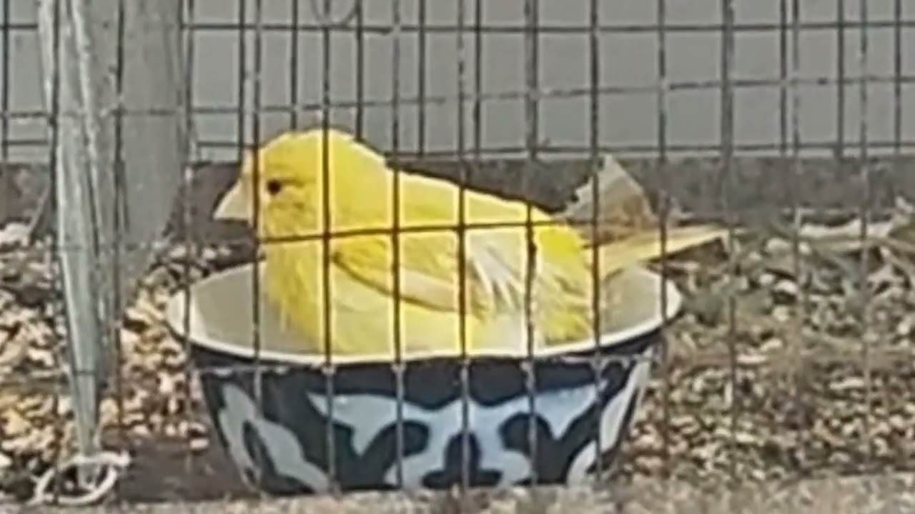 Audio For training Canary singing 2025 , Russian singer canary singing Canto de canario, bird sounds