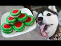 We Made Watermelon Macarons For Dogs | DIY Dog Treats