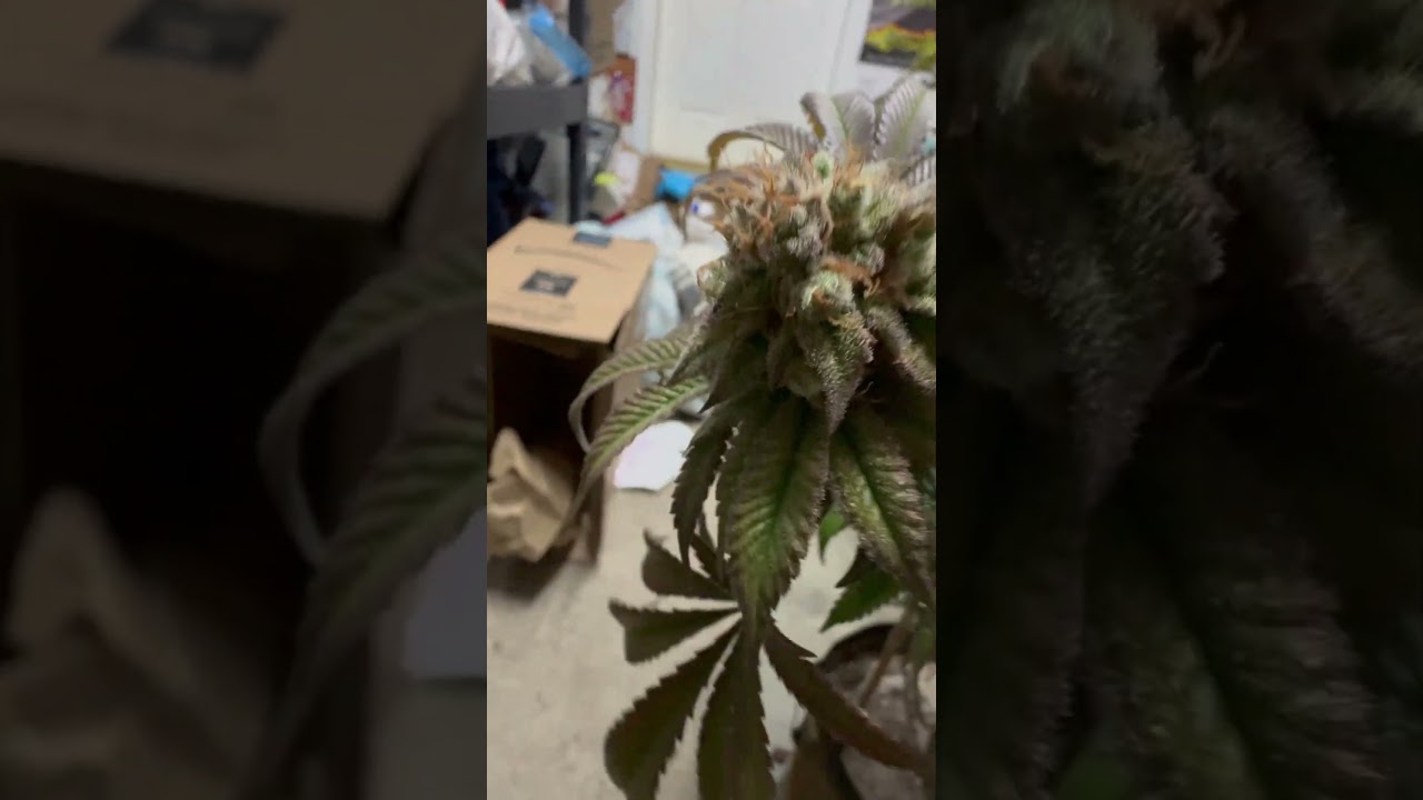 In-house genetics “Jelly Breath” North Cascade Cut! 