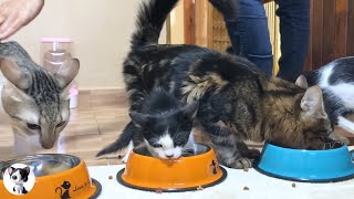 First meal of ferocious rescue cute kitten and older kittens with surprising results