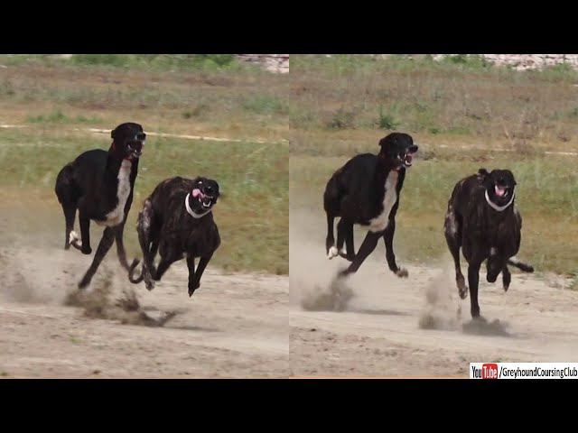 About Lure Coursing – SwiftPaws