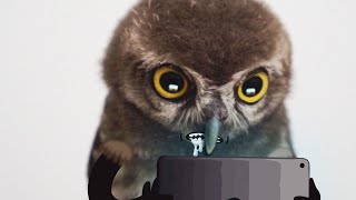 All teens are the same! — Birds with arms