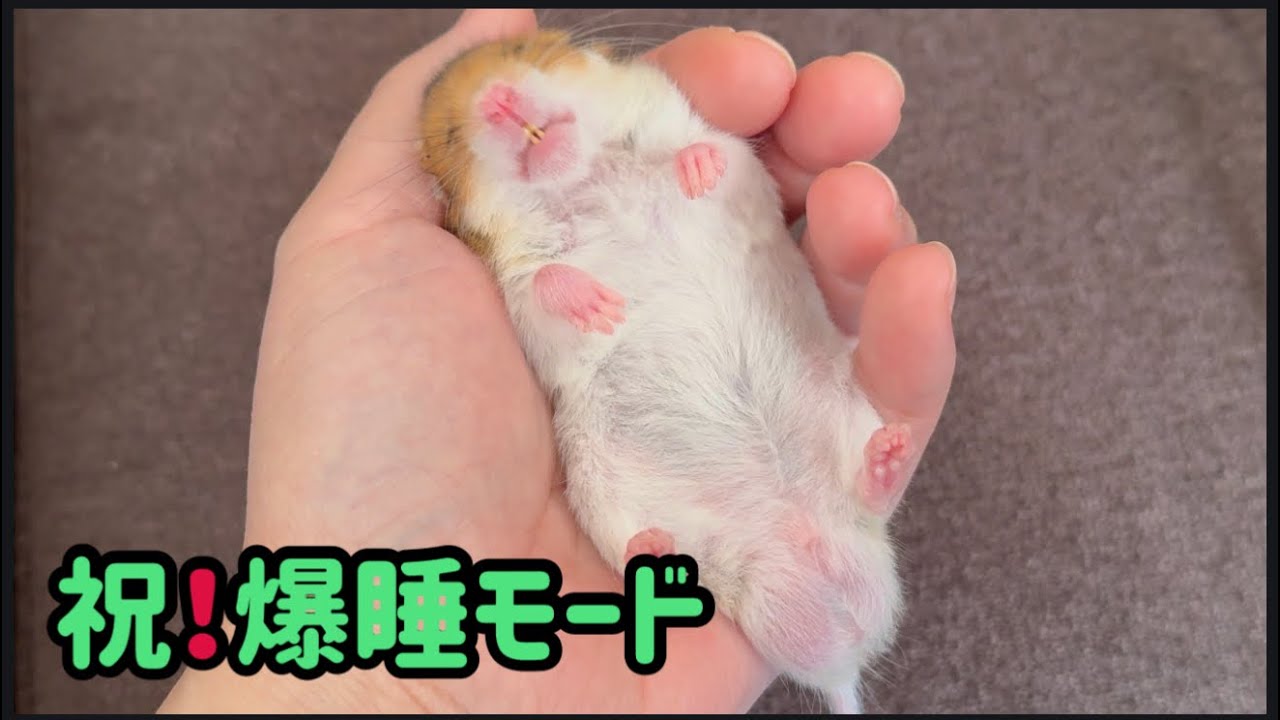 お迎え11日目でついに！40gだった極小ハムのたまごが手のひらで爆睡。Tamago, the tiny 40g hamster, finally fell asleep in my palm.
