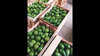 Proses Pengiriman Alpukat