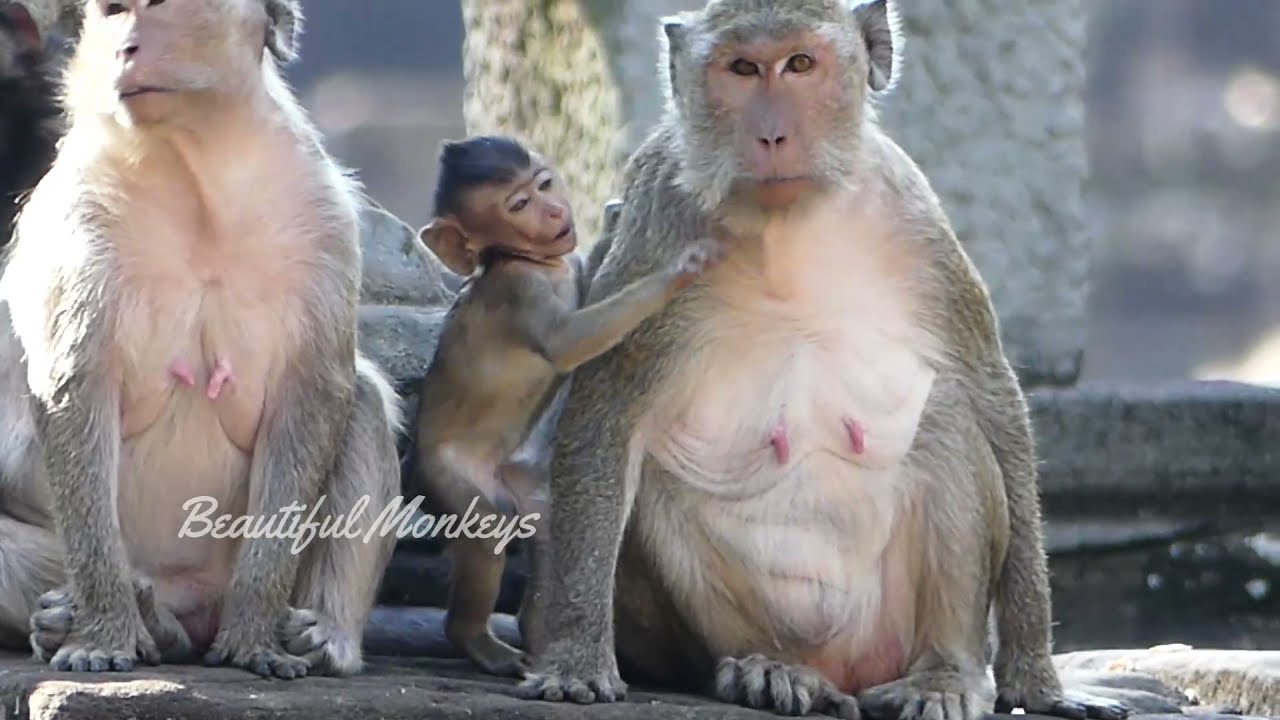 Update Amari Group Monkey But Same Condition Moving Around Bayon Temple By Amber Invade.