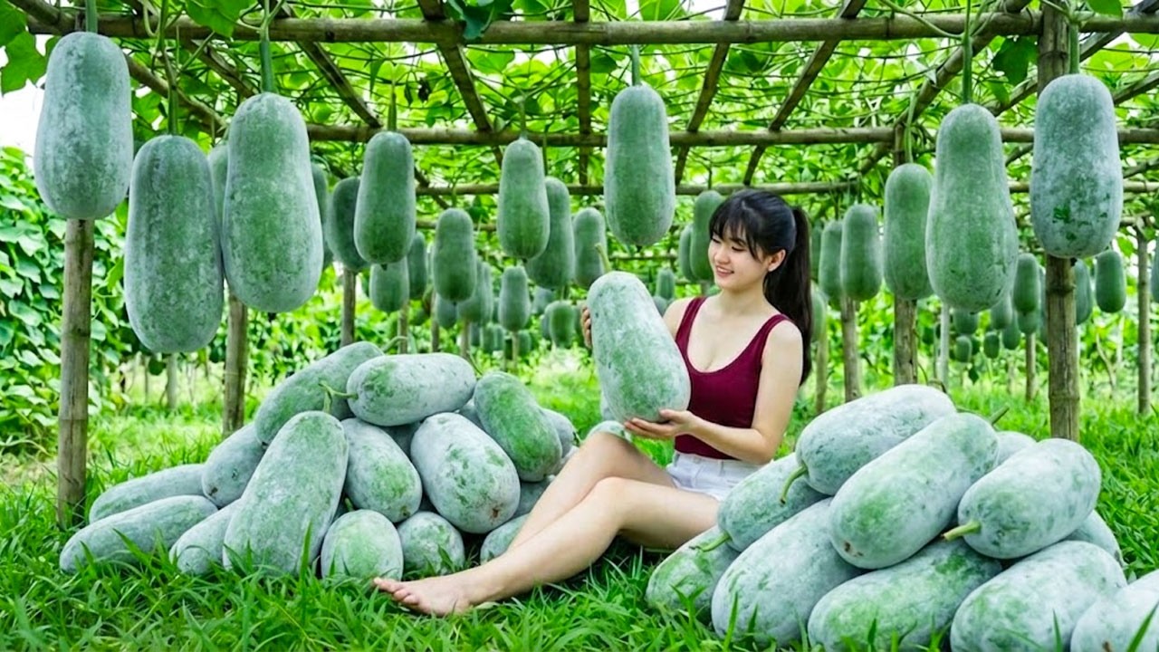 Harvesting 1000+ Winter Melons and Taking Them to the Market for Sale, Growing Sweet Potatoes